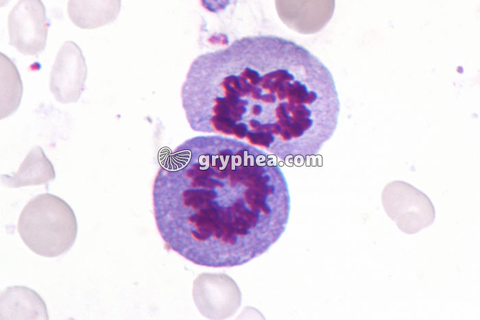 Moelle osseuse humaine cellules en mitose - métaphase x400 - gryphea.com